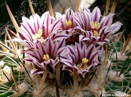 Stenocactus crispatus